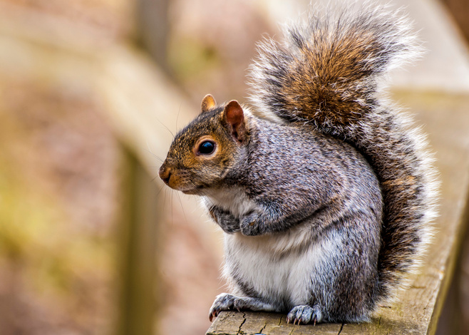 Gray Squirrel
